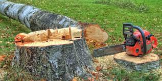 Best Stump Grinding and Removal  in Martin, TN