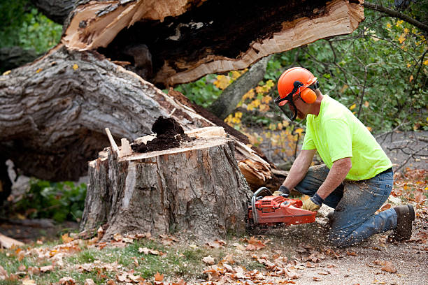 Best Tree Health Inspection  in Martin, TN
